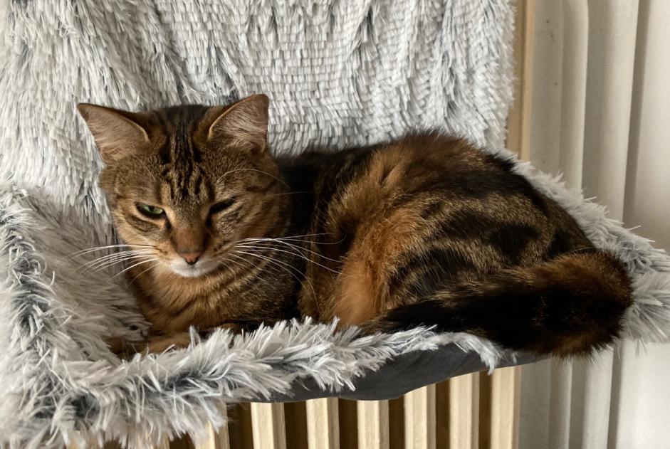 Vermisstmeldung Katze Weiblich , 4 jahre Le Vigan Frankreich