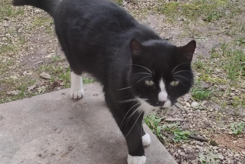 Fundmeldung Katze Männliche Porte-du-Quercy Frankreich
