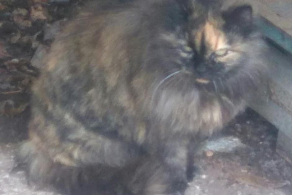 Discovery alert Cat Female , 8 years Lalbenque France