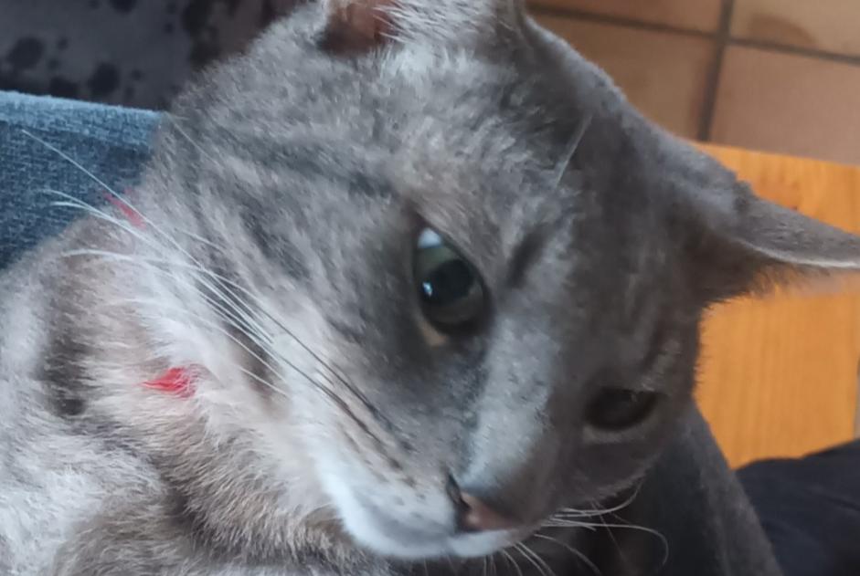 Disappearance alert Cat miscegenation Male , 4 years Luzech France Disappearance alert Cat miscegenation Male , 4 years Luzech France