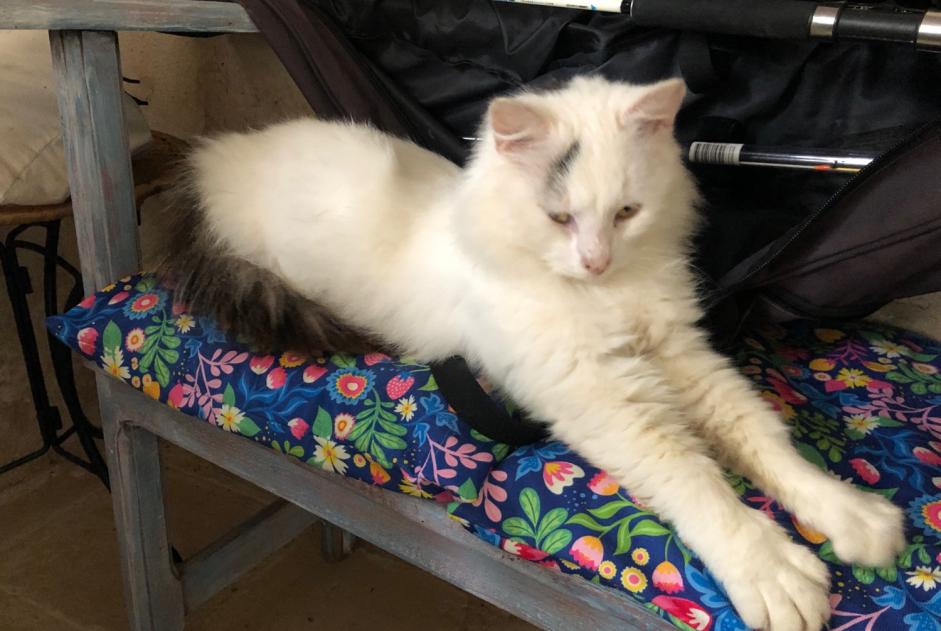 Discovery alert Cat Male Prayssac France