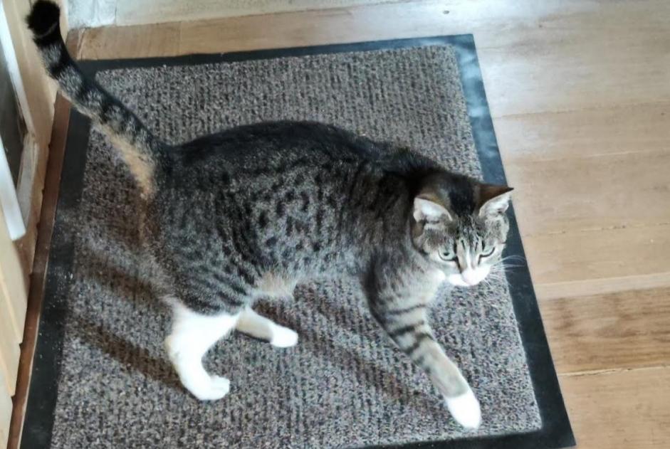 Discovery alert Cat Female Brengues France