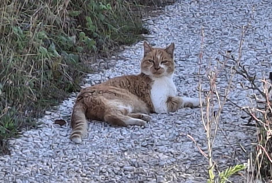 Discovery alert Cat Male Arcambal France