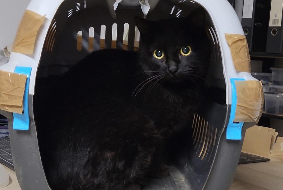 Discovery alert Cat Female Limogne-en-Quercy France