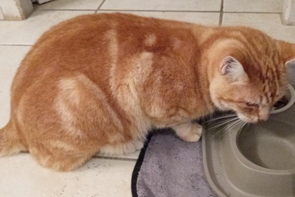 Alerte Disparition Chat croisement  Mâle , 12 ans Labastide-Marnhac France