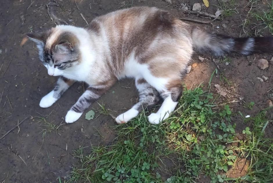 Alerte Découverte Chat Femelle Alvignac France Alerte Découverte Chat Femelle Alvignac France