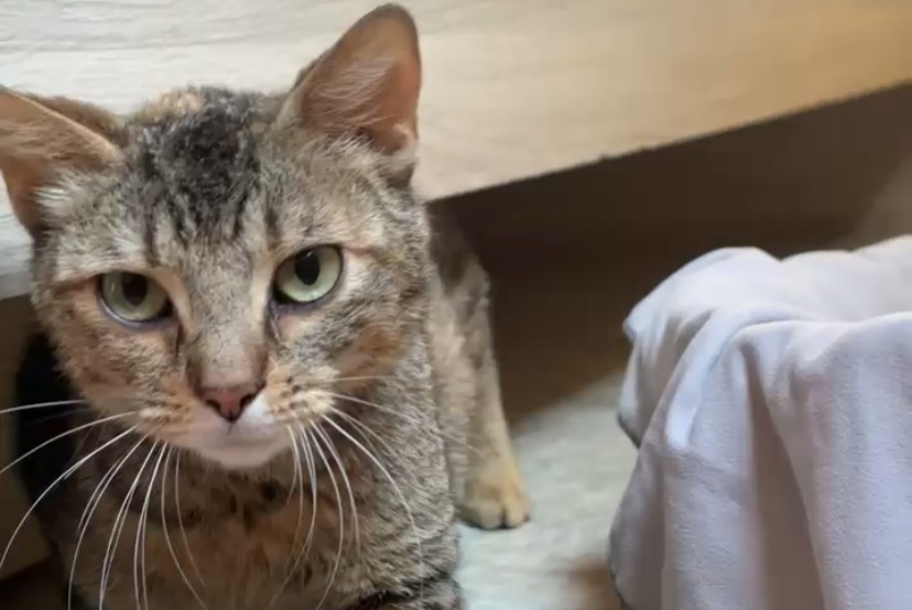 Alerte Découverte Chat Femelle Gramat France
