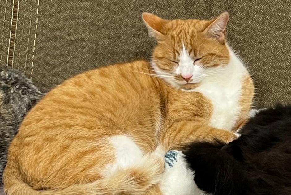 Alerte Disparition Chat Mâle , 3 ans Lentillac-Saint-Blaise France Alerte Disparition Chat Mâle , 3 ans Lentillac-Saint-Blaise France