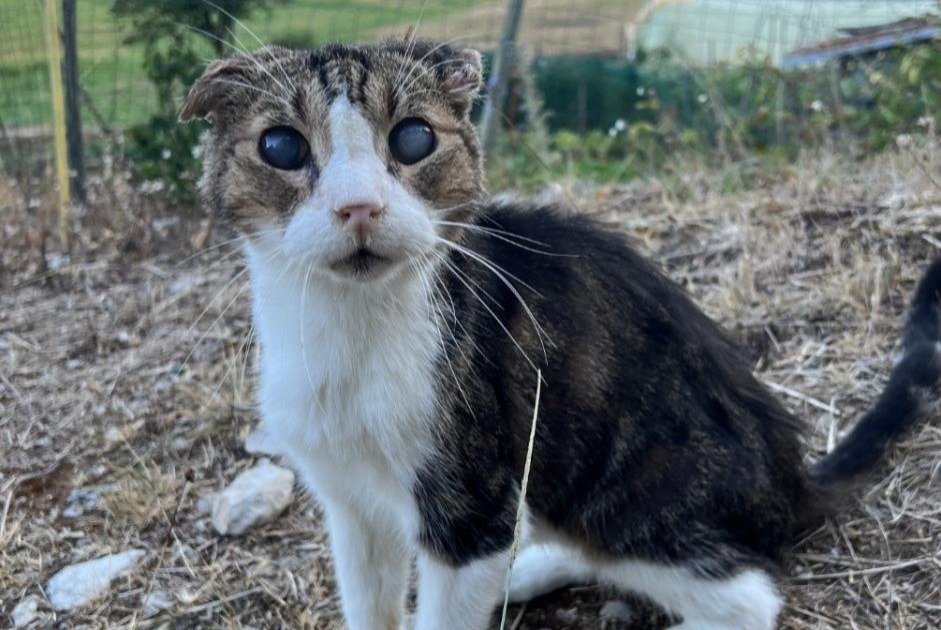 Avviso Ritrovamento Gatto Non conosciuta Catus Francia