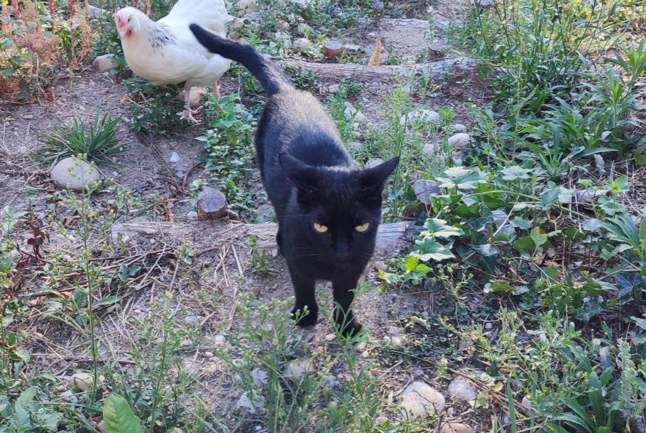 Verdwijningsalarm Kat rassenvermenging  Vrouwtje , 5 jaar Saint-Denis-Catus Frankrijk