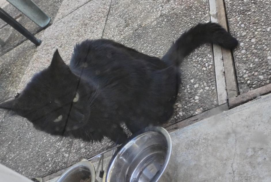 Alerta descoberta Gato Desconhecido Cuzac France
