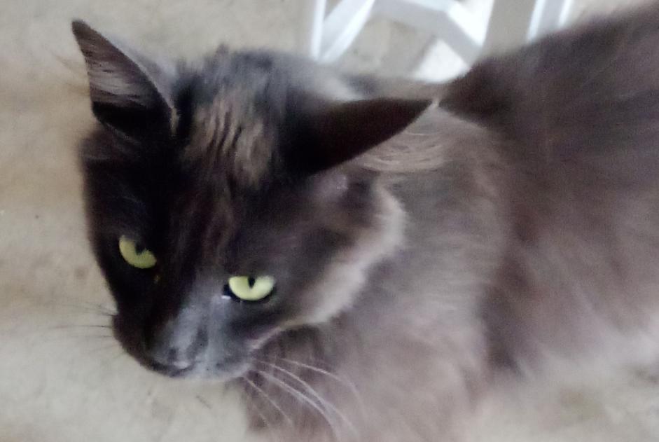 Alerta descoberta Gato cruzamento  Macho Pradines France
