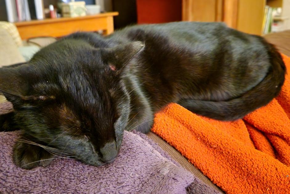 Alerta descoberta Gato  Fêmea Gignac France