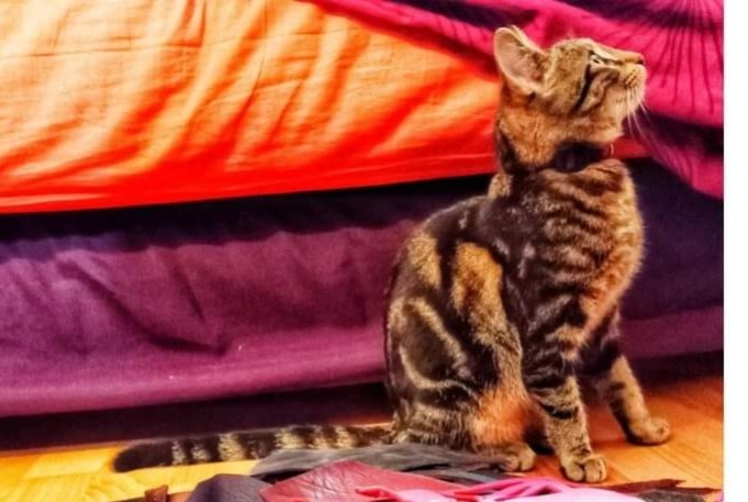 Alerta desaparecimento Gato Fêmea , 0 anos Prudhomat France