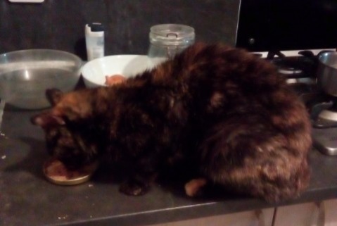 Alerta descoberta Gato Fêmea Lanzac France
