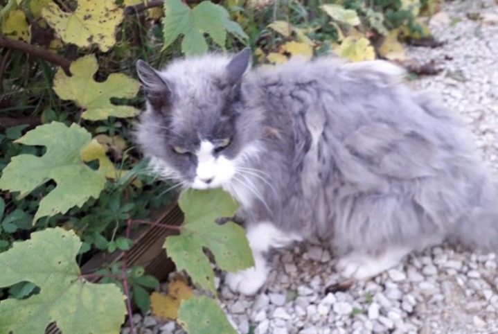 Alerta descoberta Gato Fêmea Pradines France